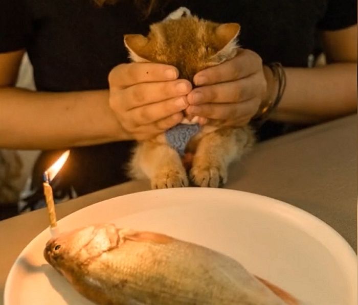 집사가 생일날 깜짝 선물해 준 ‘생선 케이크’보고 깜놀해 눈 동그래진 고양이