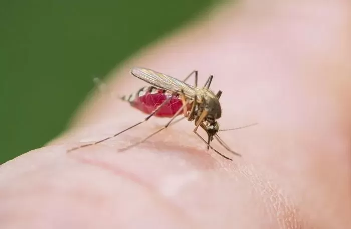 올여름 ‘폭염’에 사라진 줄 알았던 모기, ‘가을 모기’로 돌아올 듯