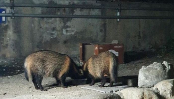 의정부서 길냥이 밥 싹다 먹어치워 캣맘들 ‘주적’된 야생 너구리 가족 (사진)