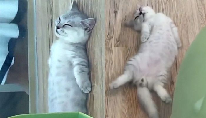 배 벌러덩 까고 꿀잠 자는 사진으로 SNS 인기 스타 된 아깽이 (영상)