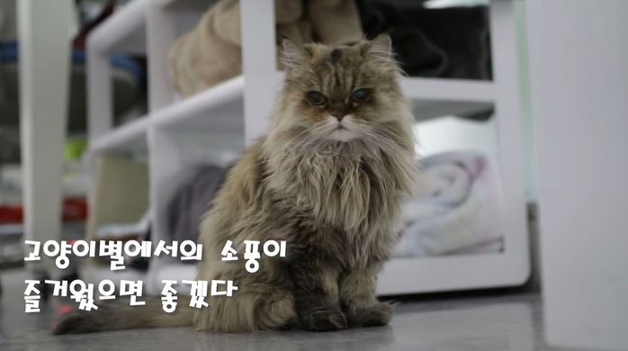 국내 최장수 고양이 ‘묘르신’ 밍키, 28살에 고양이별로 떠났다