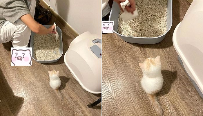 집사가 화장실 깨끗이 치우는지 매의 눈으로 감시하는(?) 묘생 2개월 ‘아깽이’