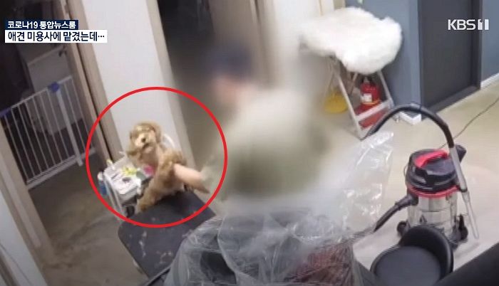 생후 8개월 강아지 목 조르구 주먹으로 내려친 대전 애견 미용사 (영상)