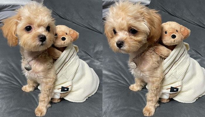 자기랑 똑 닮은 인형 선물 받자 동생인 줄 알고 포대기에 감싸 업고 다니는 ‘말티푸’