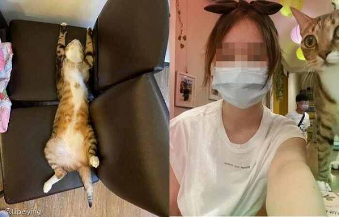 “냥이랑 같이 잤는데 다음날 ‘앞머리’가 생겼습니다” (사진)