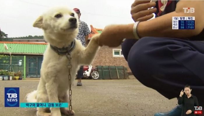 93세 주인 할머니 쓰러지자 이틀 간 옆에 붙어 체온 유지시켜준 백구