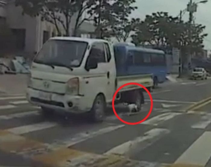 피투성이 된 강아지 매달고 달린 트럭...시민이 따지자 집어던지듯 태우고 도주 (영상)