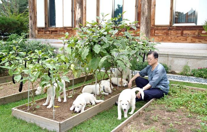 문 대통령 “풍산개 새끼 7마리 이름 지어줘...아름·다운·강산”