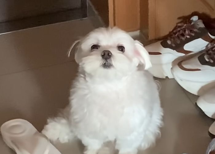 “얼른 가야 되는데...” 집돌이 댕댕이가 남의 집 가면 보이는 반응 (영상)