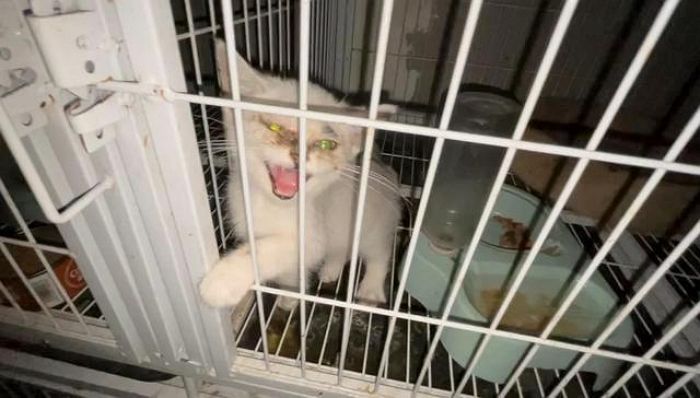 폐업 후 사장 도망간 고양이 카페에 2주 넘게 방치된 새끼 고양이들의 표정