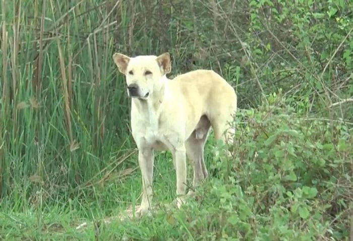 주인이 자기 구하려다 강에 빠져 죽자 죄책감에 못 떠나는 백구