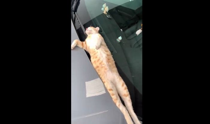 남의 차 위에서 떡실신해 깨워도 못 일어나는 만취(?) 길냥이 (영상)