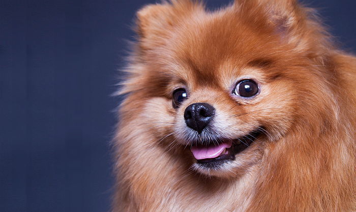 “동거하다 헤어졌는데 같이 키우던 강아지 누가 데려가야 하나요?”...누리꾼들 난리나게 한 질문