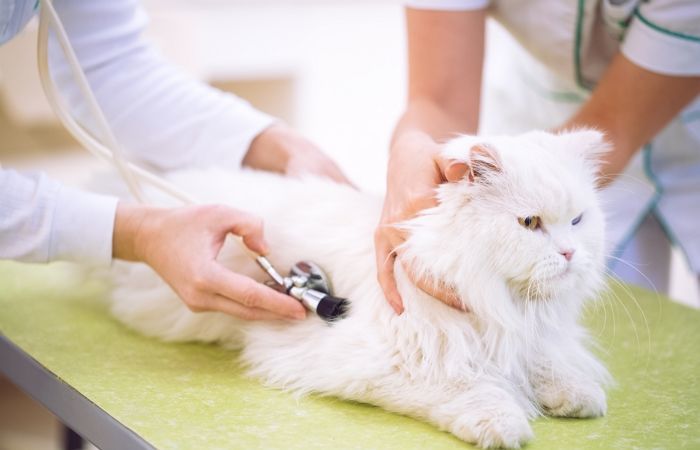 동물병원서 일하는 멍멍이·야옹이 간호하는 동물보건사 ‘국가 공인 시험’ 도입된다