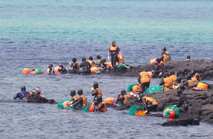 미국 해군이 제주도까지 연구원 직접 파견해 ‘해녀 할머니들’ 연구 시작한 이유