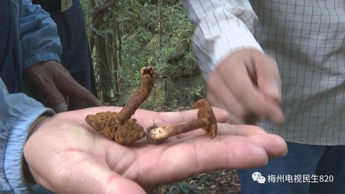 산에서 발견한 독버섯이 귀한 버섯인줄 알고 가족들 먹였다가 전부 죽게 만든 할머니