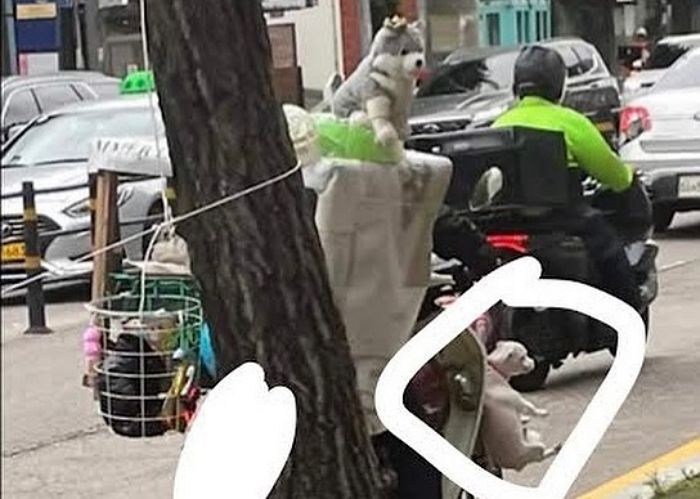 인형은 오토바이에 올려두고 진짜 강아지는 대롱대롱 매달아 운전하는 라이더