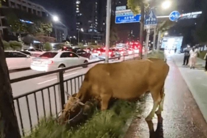 서울 한복판 ‘서초역’ 앞에 나타나 잡초 뜯어먹으며 여유 즐긴 ‘황소’ 2마리 (영상)