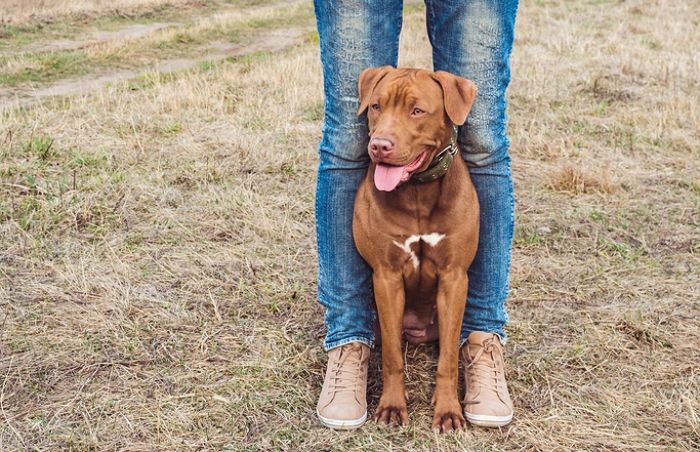 반려견에 목줄·입마개 안 채운 주인 신고하면 ‘포상금’ 주는 법안 발의됐다