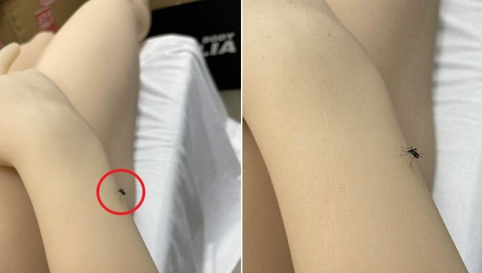 ‘리얼돌’인데 진짜 사람인 줄 알고 ‘피’ 빨아먹으려 침 쑥 내민 모기