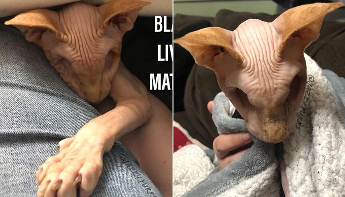 헤르페스 감염돼 ‘두 눈’ 잃었지만 집사 있는 곳 찰떡같이 알고 바라보는 스핑크스 고양이
