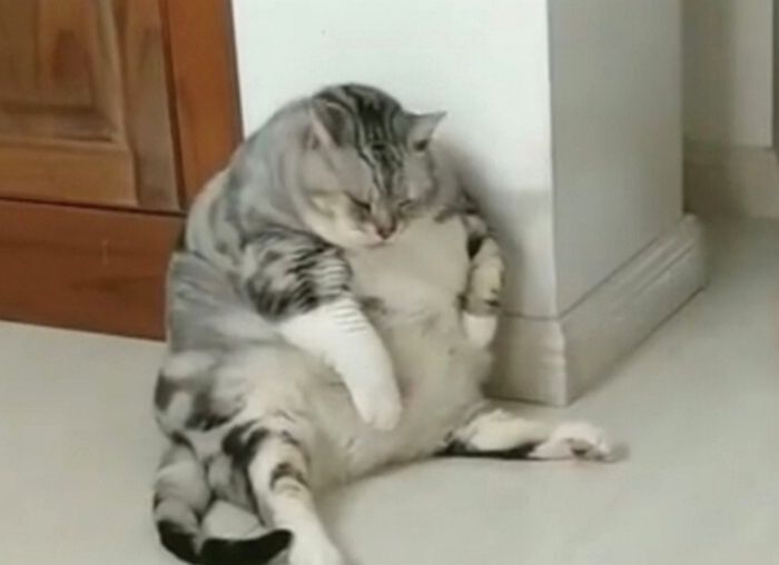 할머니 집에 놀러 갔다가 맛있는 거 주는 대로 다 받아먹고 ‘뚱냥이’로 변신한 고양이