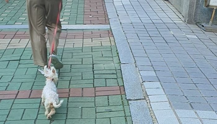 해운대서 말티즈 질질 끌고 다니던 학대녀...‘2만원’ 주니 개 던지듯 주고 사라져