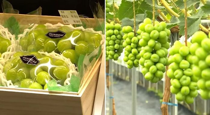 올 추석 선물계를 평정해버린 우리나라 고유(?)과일의 정체