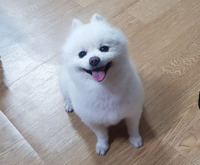 “우리집 댕댕이 덕분에 술 취해 칼 든 남자로부터 목숨을 구할 수 있었습니다”