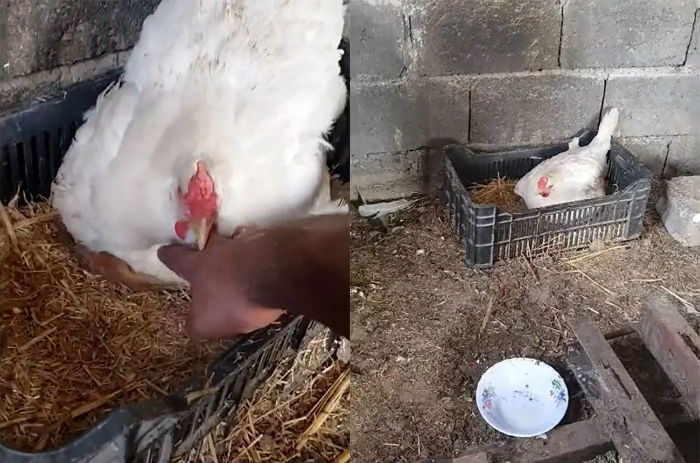 친구였던 길냥이가 새끼 고양이 3마리 낳자마자 죽자 ‘엄마’ 자처한 암탉