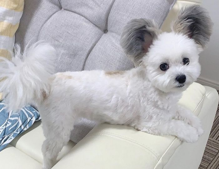 빠삐용 엄마 유전자로 쫑긋 솟은 ‘토끼 귀’ 가진 ‘말티용’ 고마의 세젤귀 근황 (사진 15장)