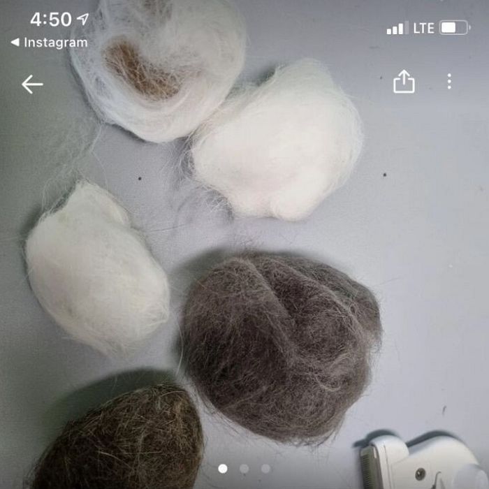 ‘아파서 조퇴한다’ 거짓말하려 당근마켓서 ‘고양이 털뭉치’ 무료 나눔 하는 직장인들