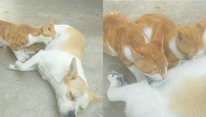 어미에게 버려진 아기 냥이들에 직접 젖 물리며 진짜 ‘개냥이’로 키운 누렁이