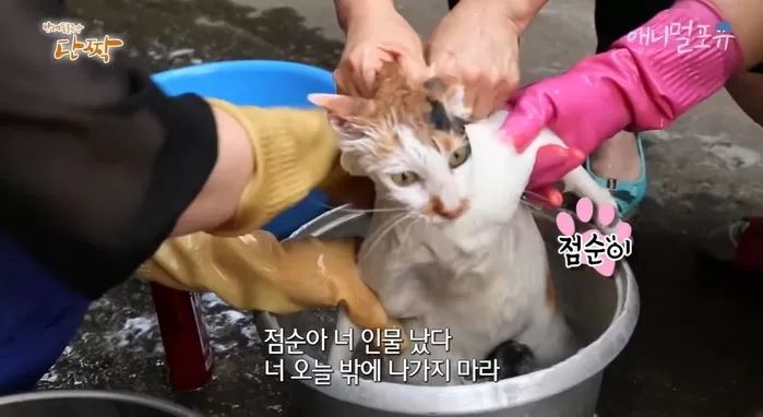 골목상인들한테 ‘냥빨래’ 당하던 길냥이 점순이의 서글픈 근황