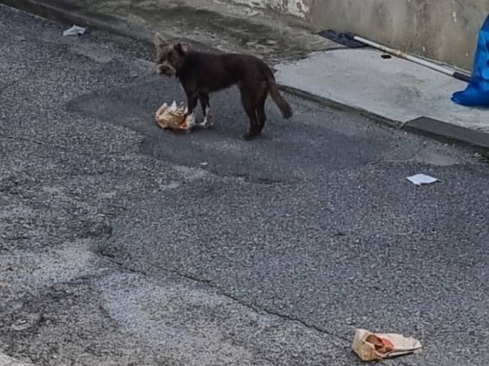 “배달원이 문자도 없이 문 앞에 햄버거 두고 가 동네 개에게 빼앗겼습니다”