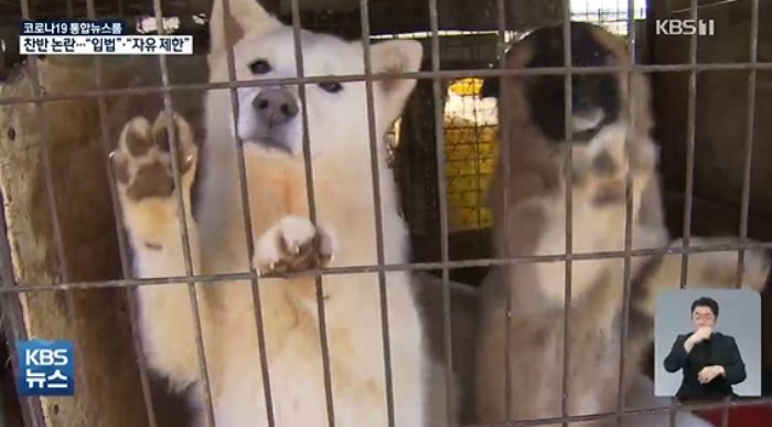 ‘개 식용 금지법’ 두고 찬성과 반대 극명히 나뉘고 있는 현 상황