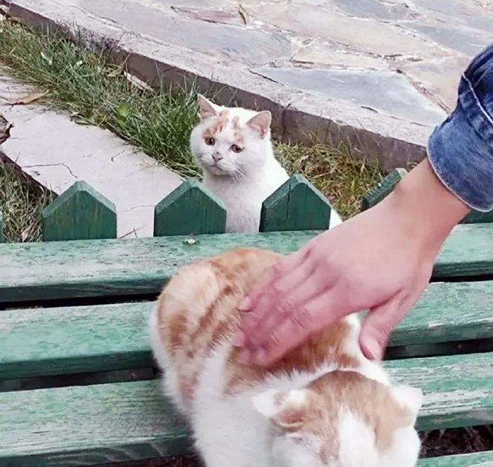사람 손길 받는 친구 부러워 눈 못 떼던 길냥이의 행복한 근황
