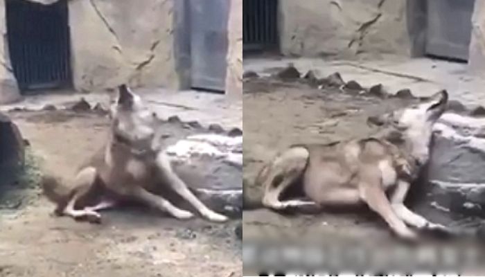동물원에 갇혀 사람들 구경거리 되자 스트레스로 발작 일으킨 ‘멸종 위기’ 늑대