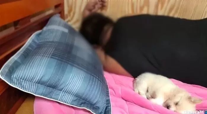 만취해 잠들었다가 강아지 압사 시킨 BJ가 받는 처벌 수위