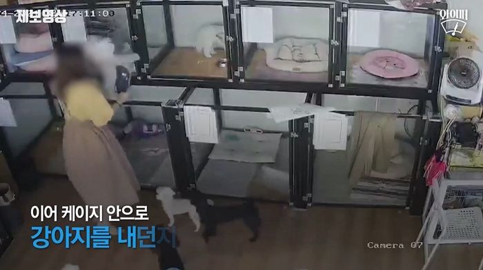 6개월 된 아기 강아지 집어던져 ‘골절’시킨 애견호텔 원장 (영상)