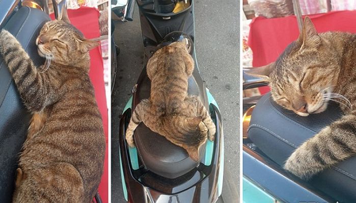 오토바이 강탈(?) 당한 운전자가 화 1도 못냈다며 공개한 ‘길냥이’ 잠방 사진