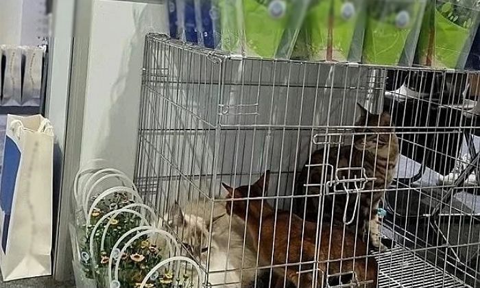 좁은 케이지에 고양이 7마리 몰아넣고 펫쇼 전시한 ‘반려동물케어과’