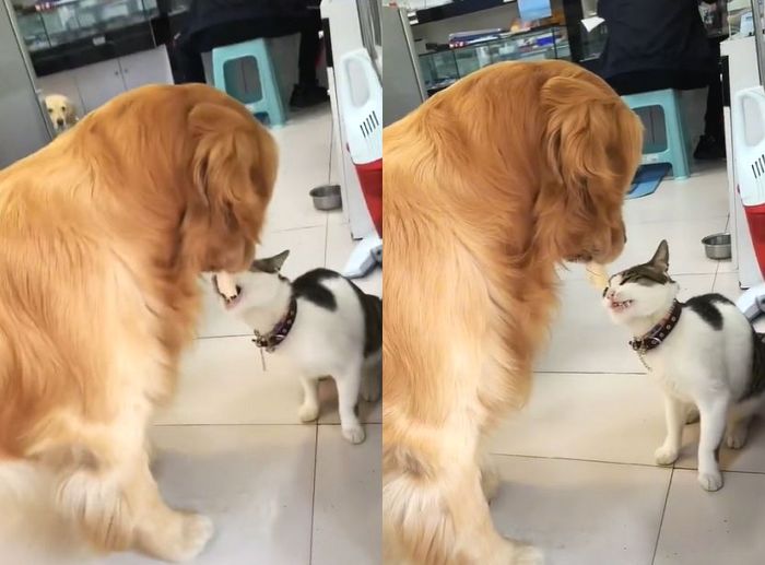 집사가 간식 주자 먹는 척하고 냥이 입에 먹여주는 리트리버 댕댕이 (영상)
