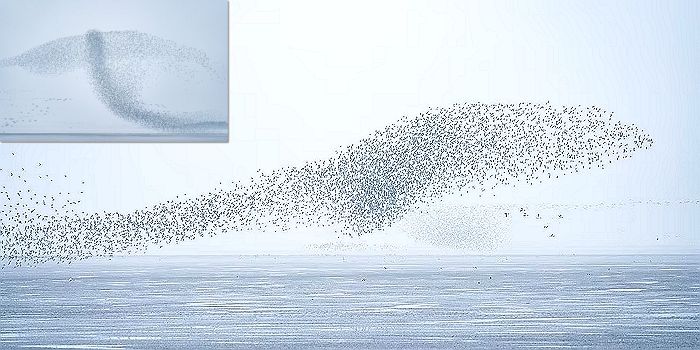 수천 마리 ‘철새 떼’가 바다 놀러 온 사람들 위해 펼친 환상의 ‘돌고래쇼’
