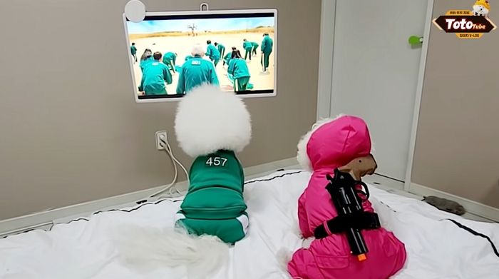 오징어게임에 꽂혀 주인하고 ‘무궁화 꽃이 피었습니다’ 게임하는 천재 비숑 (영상)