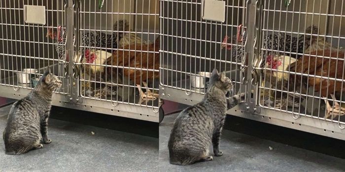 시키지도 않았는데 동물 병원서 아픈 친구들 쓰다듬으며 위로해 주는 ‘치유 고양이’ (영상)