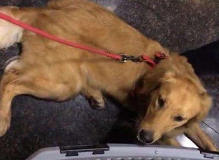 “2시간 동안 무슨 일이...” 반려견 데리고 비행기 탔던 여성이 분노의 눈물 흘린 사연