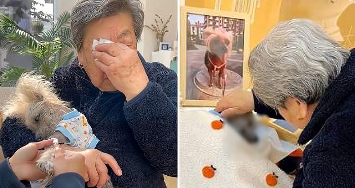 늙고 병들어 힘들어하는 반려견 편히 보내주려 ‘안락사’ 시키며 오열한 할머니