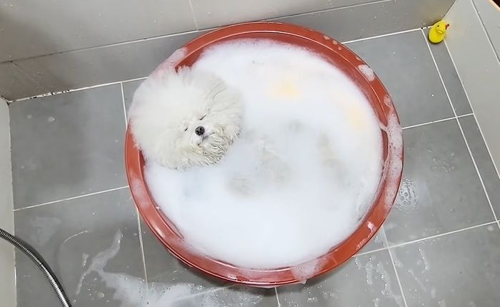 집사가 ‘폭신+따뜻’한 거품 목욕 해주자 졸음 못 참고 기절(?)해버린 댕댕이 (영상)
