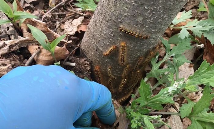 ‘똥냄새’나는 은행나무 없애면 길거리에 ‘송충이’ 창궐한다